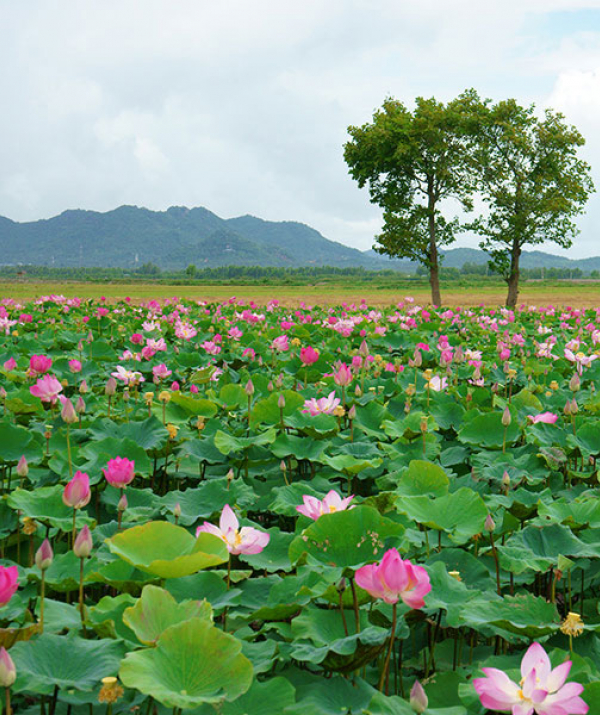 Văn học Phật giáo - Đường đạo thênh thang lại gặp thầy