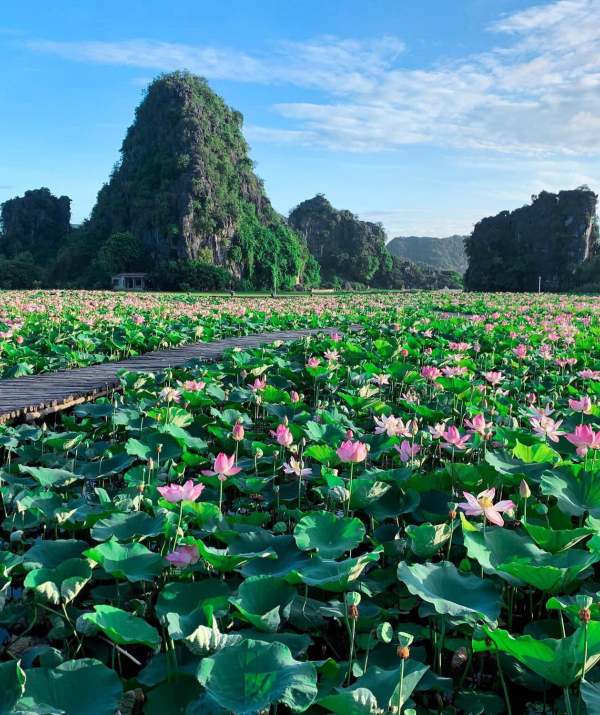 Văn học Phật giáo - Mùa Sen Nở