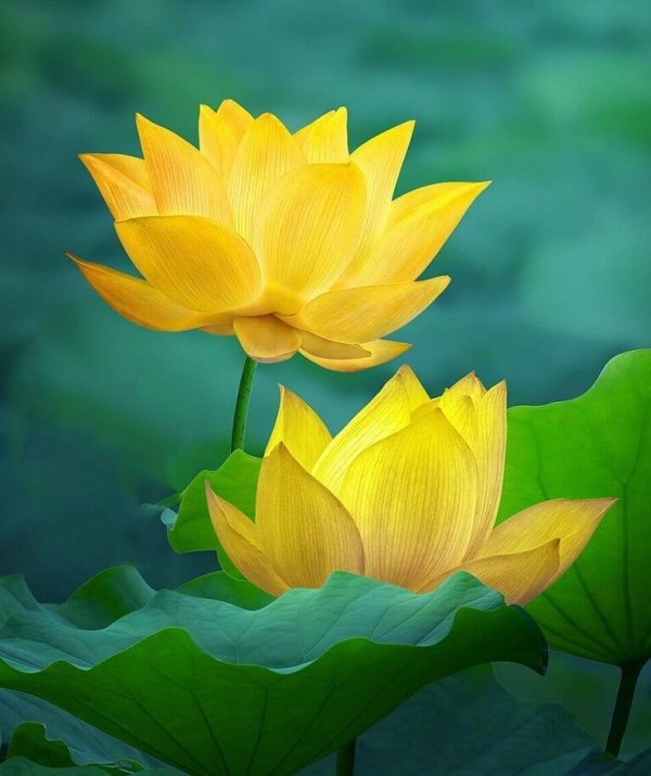 Văn học Phật giáo - Kinh là do Phật nói, lý giải là do Bồ-tát làm