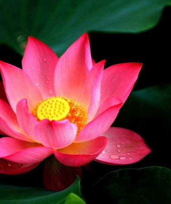 Văn học Phật giáo - VÀI ĐIỀU CĂN BẢN