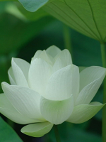 Năm sự ác