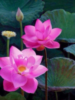 PHỤNG ĐẠO ĐỘ ĐỜI