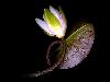 lily-with-leaf-4i.jpg