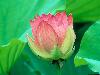 lovely-lotus-flower.jpg