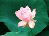 loves-first-bloom_lotus-flower.jpg