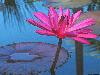 nice-water-flower-4d.jpg