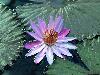 nice-water-lily-3h.jpg