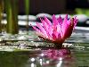 pink-lily-9a.jpg