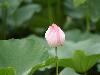 pink-lotus-opening-9c.jpg