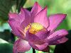 purple-lotus-flower.jpg