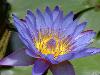 purple-waterlily-5d.jpg