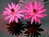 rare-pink-flowers.jpg