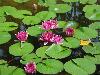 water-lillies-1a.jpg