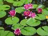 water-lillies-5h.jpg