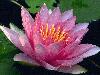 water-lilly-7w.jpg