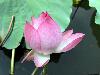 water-lily-4e.jpg