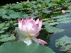 water-lily-4f.jpg