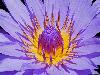 water-lily-5a.jpg