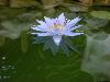water-lily-9d.jpg