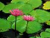 water-lily_helani-gardens_maui.jpg