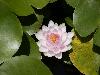 waterlily-2a.jpg