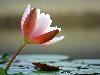 waterlily-94r.jpg