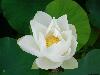 white-lotus-7c.jpg